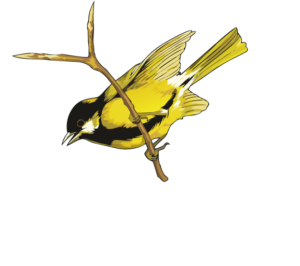 Capinera - Vendita online Vini e Spumanti di alta qualità